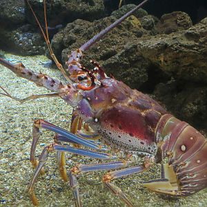 Coast - Bottom Dwellers Exhibit - Caribbean Spiny Lobster