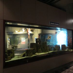 Coast - Aquatic Invaders Exhibit