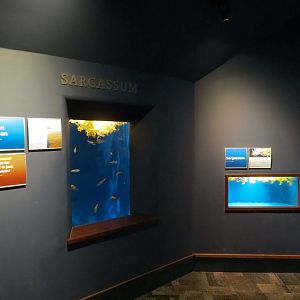 Ocean - Sargassum Exhibits