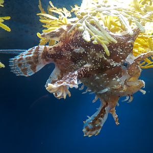 Ocean - Sargassum Exhibit - Sargassumfish