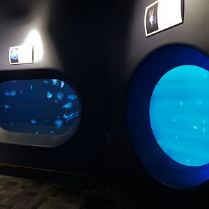 Ocean - Comb Jelly and Moon Jelly Exhibits