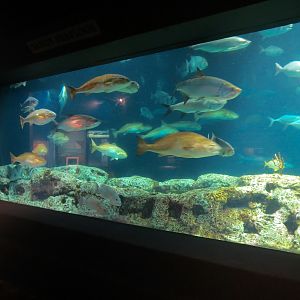 Ocean - Great Ocean Tank - Upper Floor Viewing Window