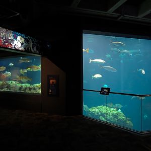 Ocean - Great Ocean Tank - Upper Floor Viewing Window