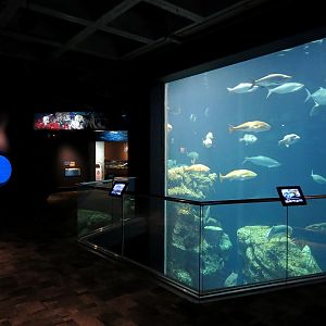Ocean - Great Ocean Tank - Upper Floor Viewing Window