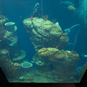 Ocean - Great Ocean Tank - Looking Down from Upper Floor