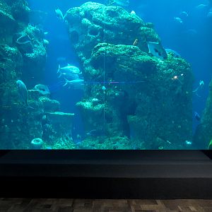 Ocean - Great Ocean Tank
