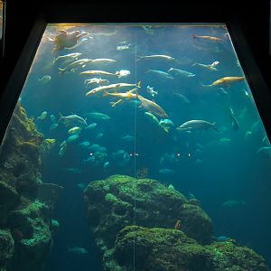 Ocean - Great Ocean Tank - Looking Up from Lower Floor