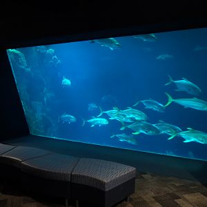 Ocean - Great Ocean Tank - Lower Level Viewing Window