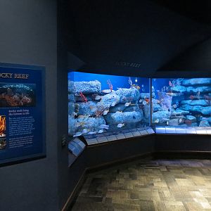 Ocean - Rocky Reef Exhibit