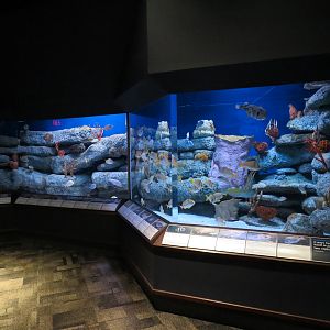 Ocean - Rocky Reef Exhibit