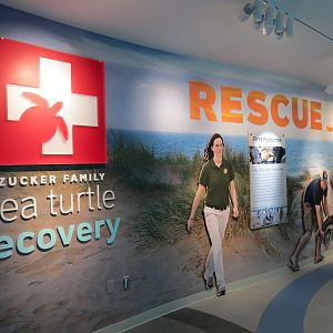 Sea Turtle Recovery - Entry