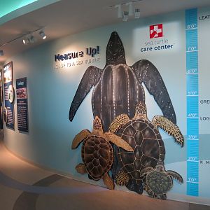 Sea Turtle Recovery - Graphics