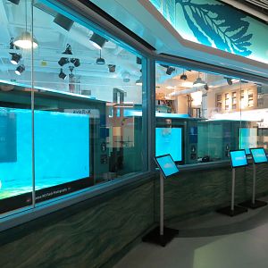 Sea Turtle Recovery - Rehabilitation Tanks