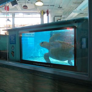 Sea Turtle Recovery - Rehabilitation Tanks
