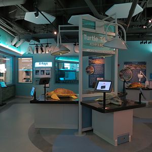 Sea Turtle Recovery - Interpretive Exhibits