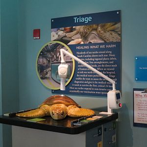 Sea Turtle Recovery - Interpretive Exhibits