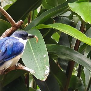 Forest Kingfisher Eating Mealworm