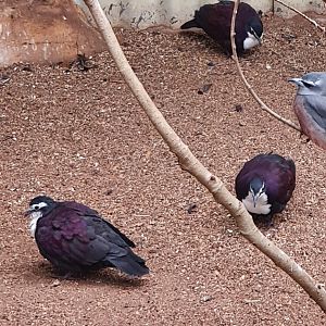 White-breasted Ground Dove