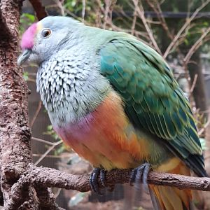 Rose-crowned Fruit Dovs