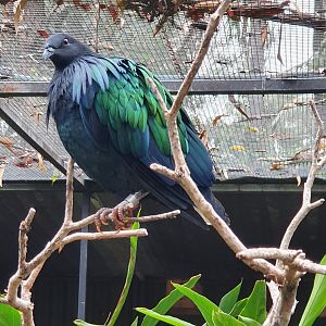 Nicobar Pigeon