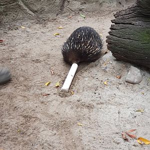 Short-beaked Echidna Feeding