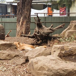 Dingo Sleeping