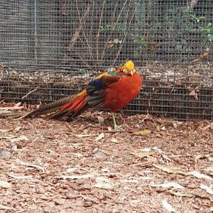 Golden Pheasant