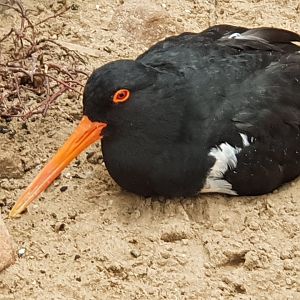 Pied Oystercatcher