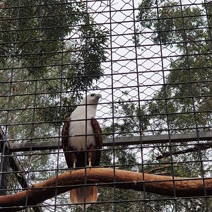 Brahminy Kite