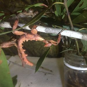 Spiny Stick Insect