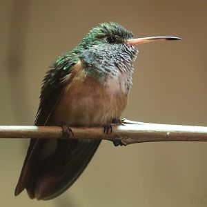 Amazilia Hummingbird - 4th January 2020