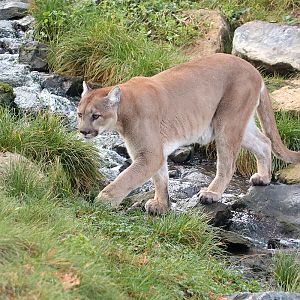 Puma - 4th January 2020