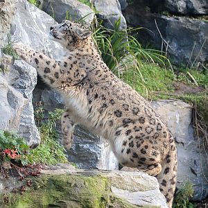 Snow Leopard - 4th January 2020