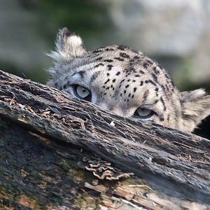 Snow Leopard -  4th January 2020