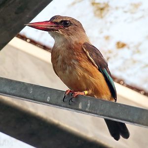 Brown Hooded Kingfisher  - 4th January 2020