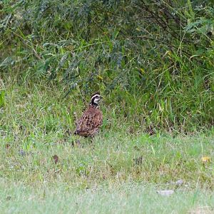 Central Plains Bobwhite
