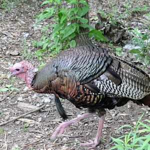 Eastern Wild Turkey