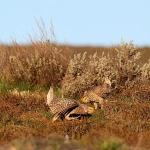 Columbian Sharp-tailed Grouse