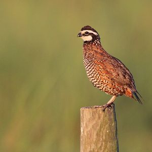 Florida Bobwhite