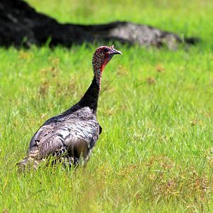 Osceola Wild Turkey
