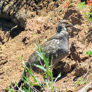 Richardson's Dusky Grouse