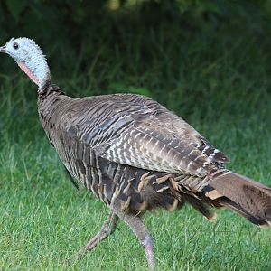 Rio Grande Wild Turkey