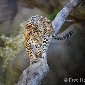 female jaguar "Bella"