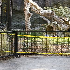 jaguar viewing taped off