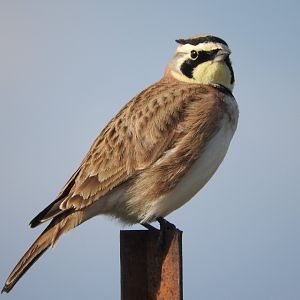 Horned Lark