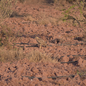 Eurasian thick-knee ssp. saharae