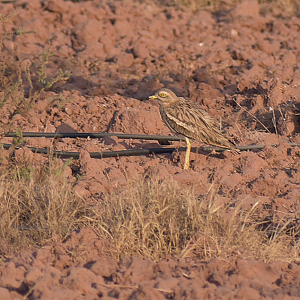 Eurasian thick-knee ssp. saharae