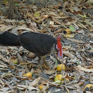 Australian Brush-turkey (Alectura lathami purpureicollis)