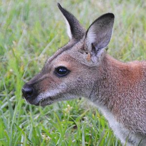 Red-necked wallaby