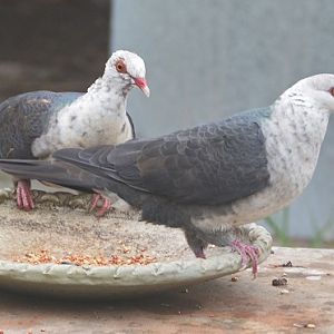 White-headed pigeons